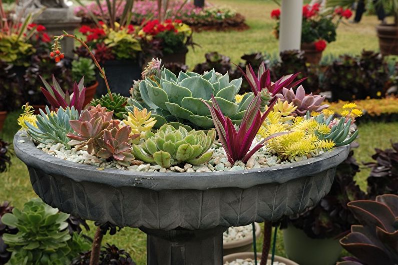 Succulents - photo