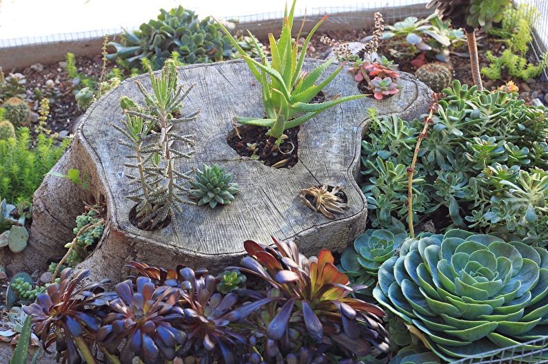 Succulents - photo