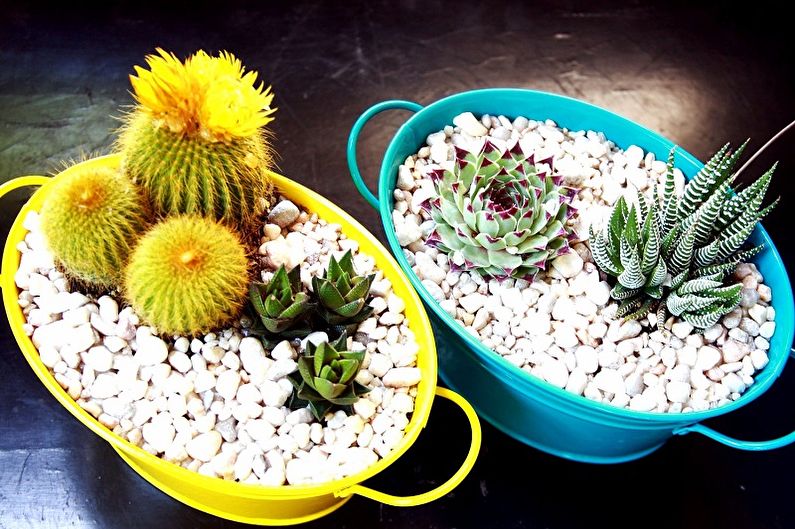 Succulents - photo