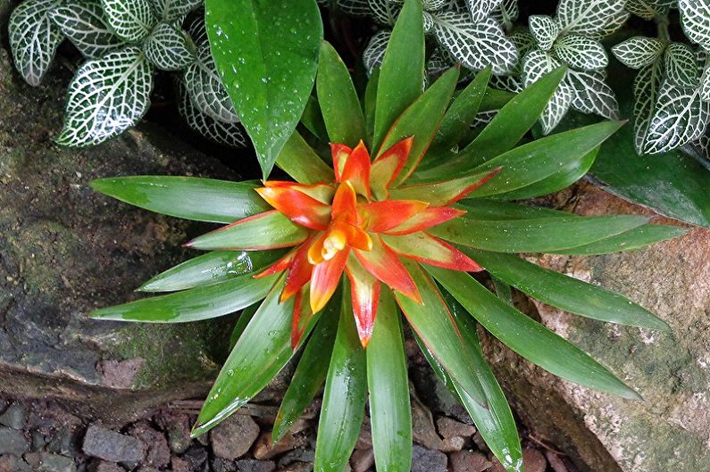 Succulents - photo