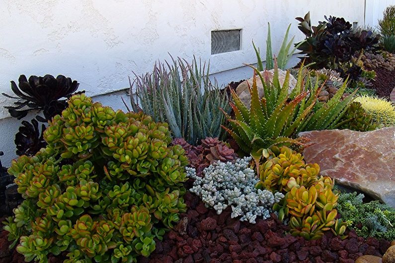 Succulents - photo