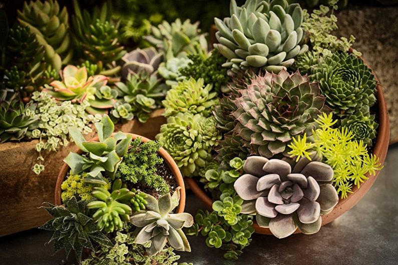 Succulents - photo