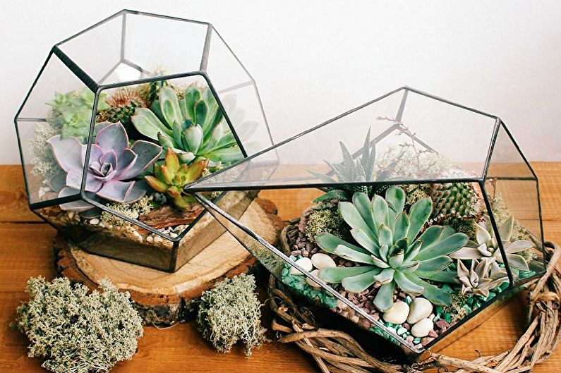 Succulents - photo