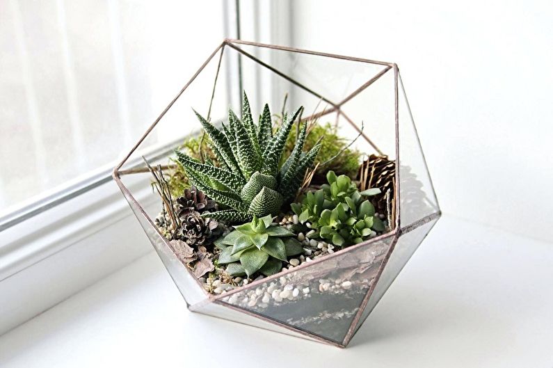Succulents - photo