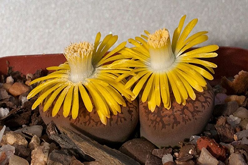 Succulents - photo