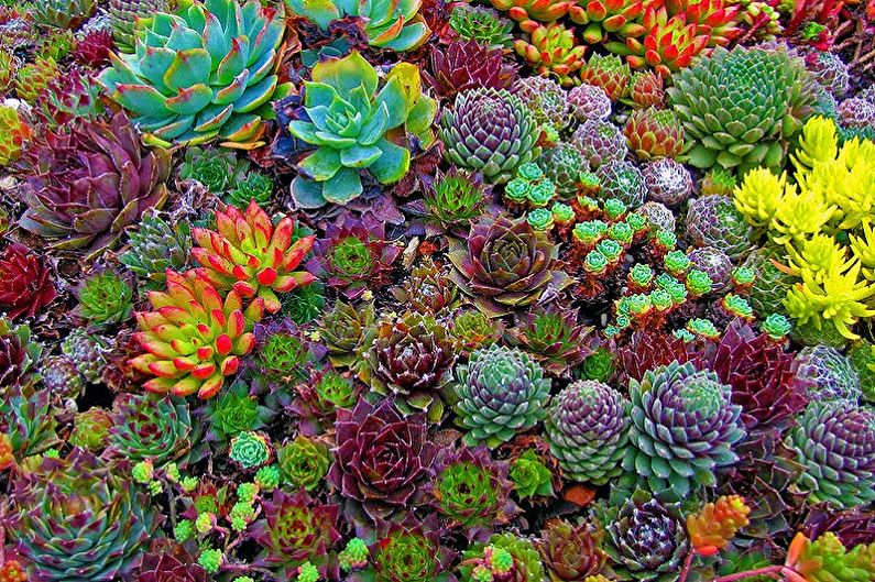 Succulents - photo