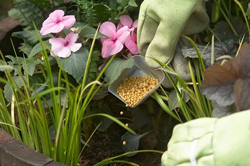 Perennial flowers for the garden and the garden - Care