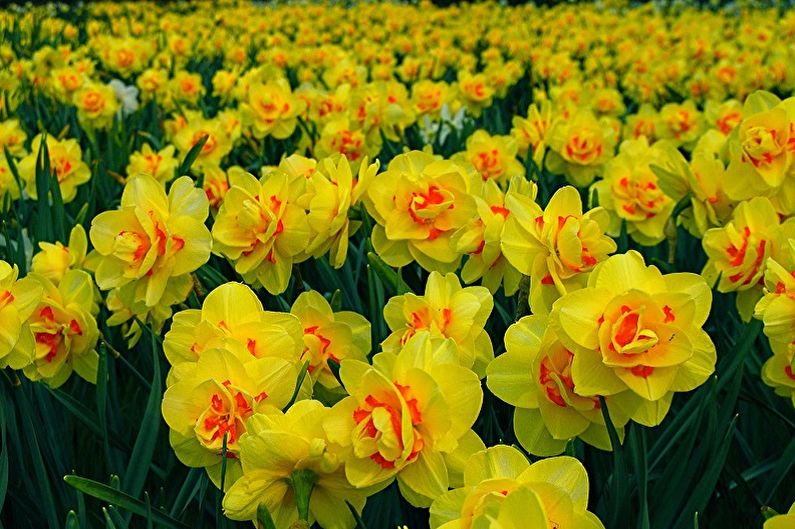 Perennial flowers for the garden and dacha - Daffodils