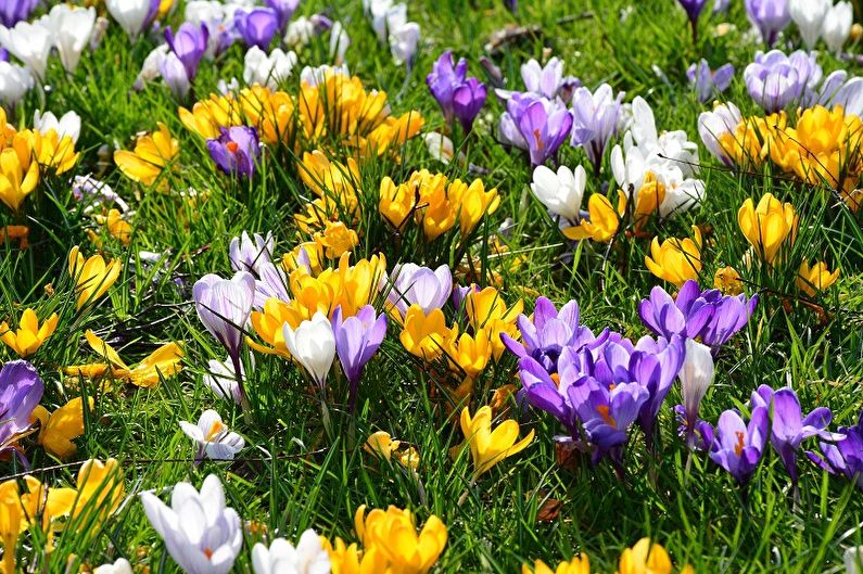 Perennial flowers for the garden and the summer - Crocuses