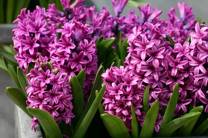 Perennial flowers for the garden and summer - Hyacinths