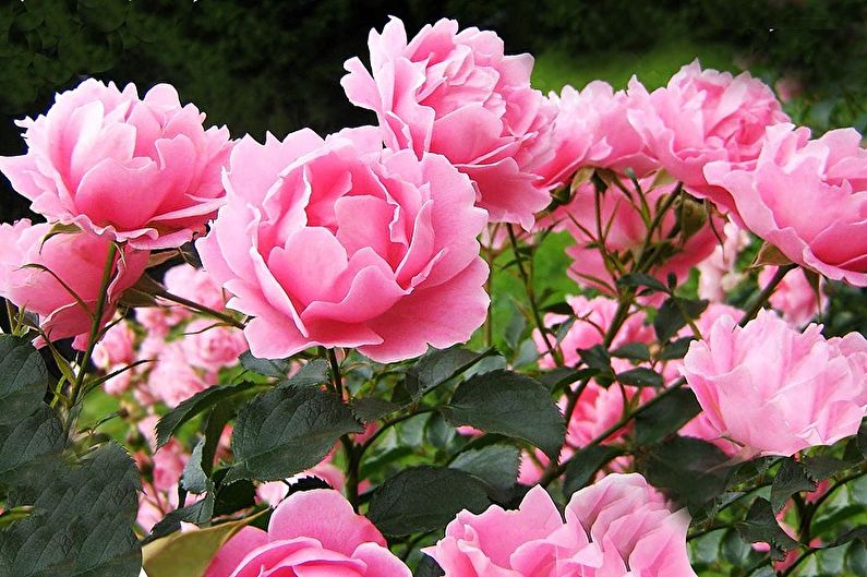 Perennial flowers for the garden and the summer - Peonies