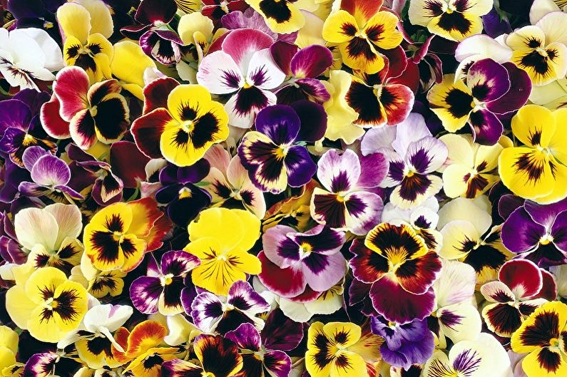 Perennial flowers for the garden and the summer - Pansies