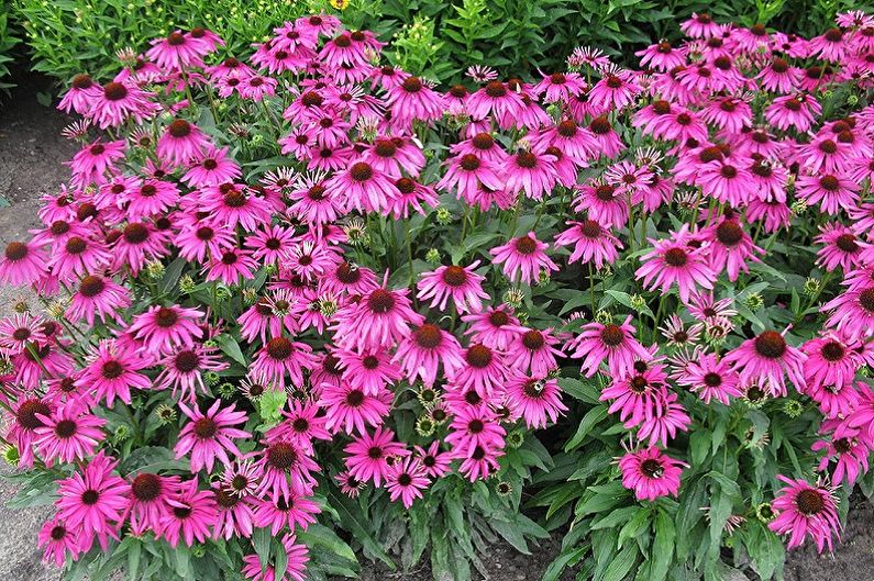 Perennial flowers for the garden and garden - Echinacea