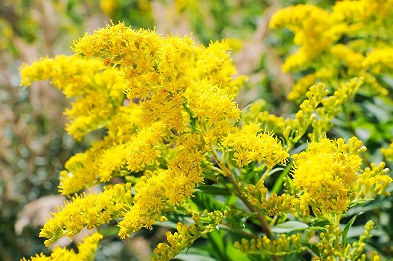 Perennial flowers for the garden and the summer - Zolotarnik