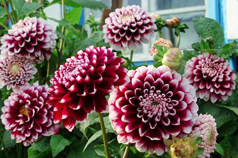 Perennial flowers for the garden and garden - Dahlias