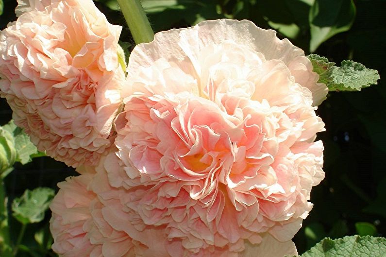 Perennial flowers for the garden and the summer - Stockrose