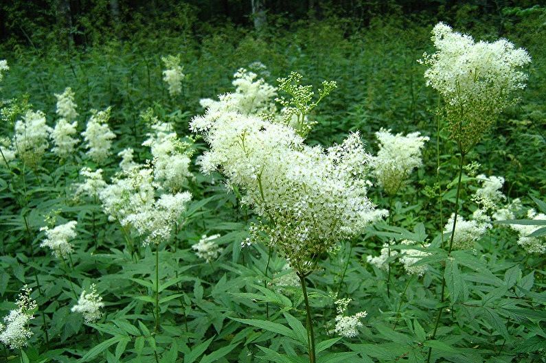 Perennial flowers for the garden and the garden - Meadowsweet