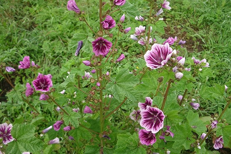 Perennial flowers for the garden and the summer - Malva Zebrina