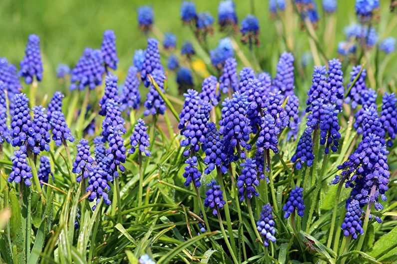 Perennial flowers for the garden and the summer - Muscari