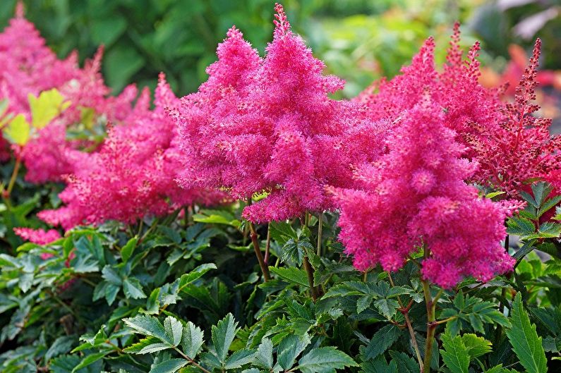 Perennial flowers for the garden and garden - Astilba