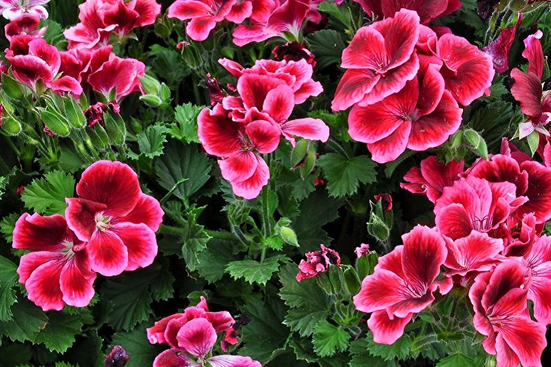 Perennial flowers for the garden and the garden - Geranium