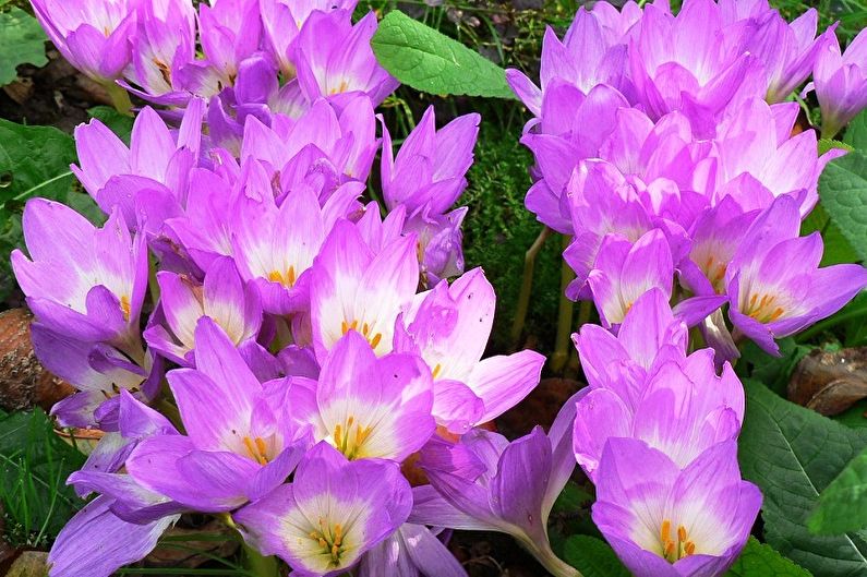 Perennial flowers for the garden and the summer - Colchicum