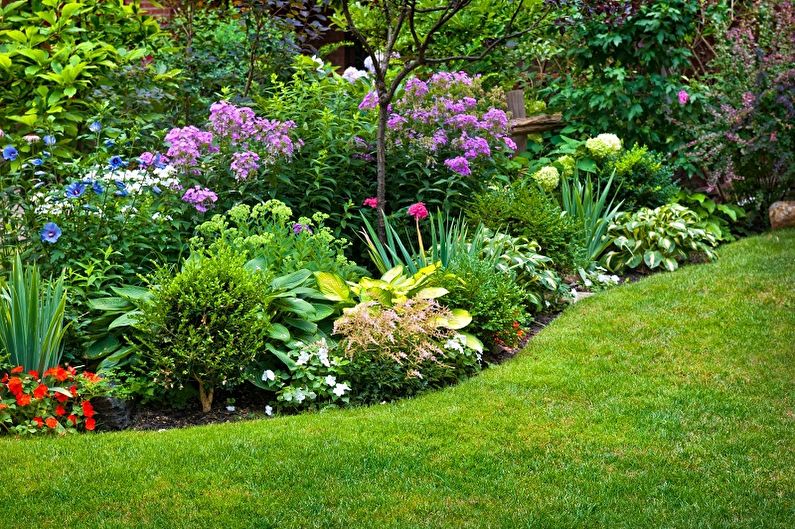 Perennial flowers for the garden and garden - photo