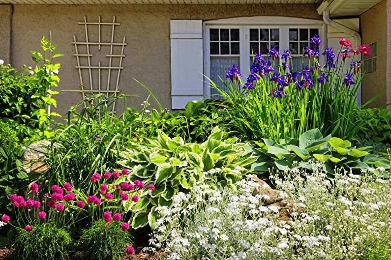Perennial flowers for the garden and garden - photo