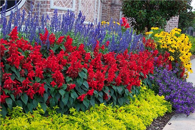 Perennial flowers for the garden and garden - photo