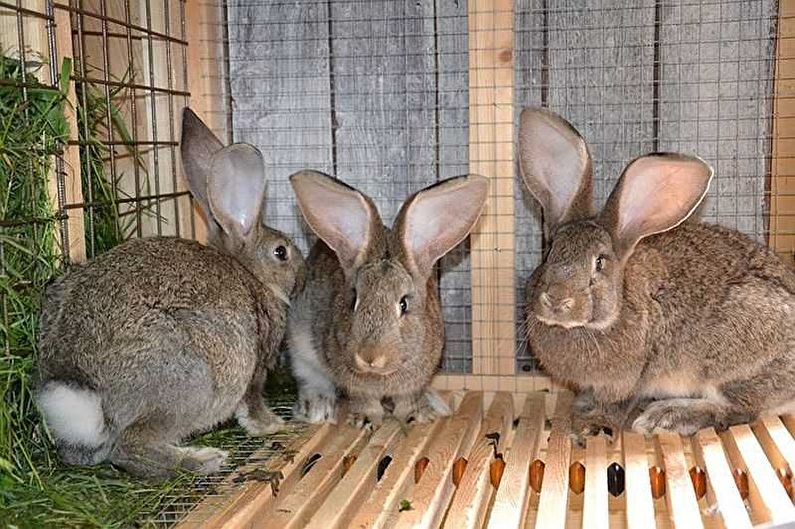DIY rabbit cages (70 photos)