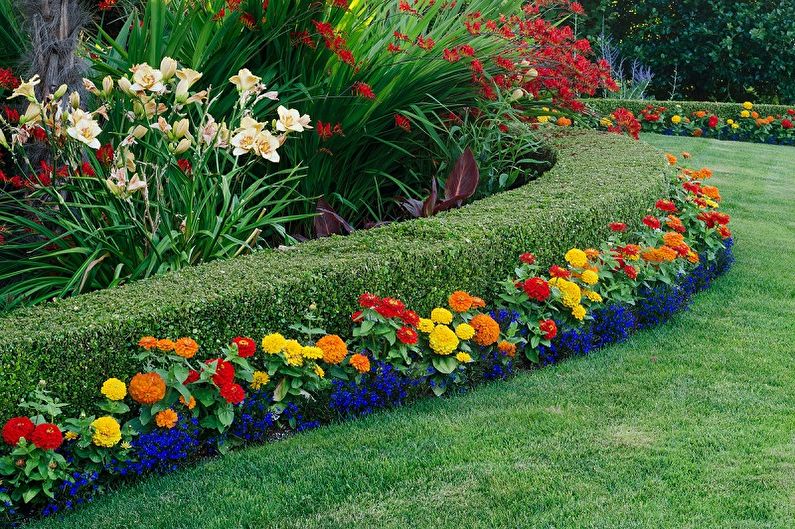 Perennial flowers for a summer residence (95 photos): types and care