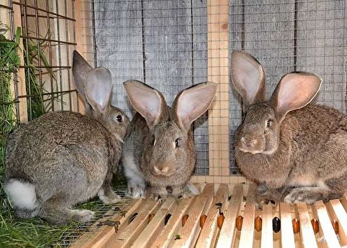 DIY rabbit cages (70 photos)