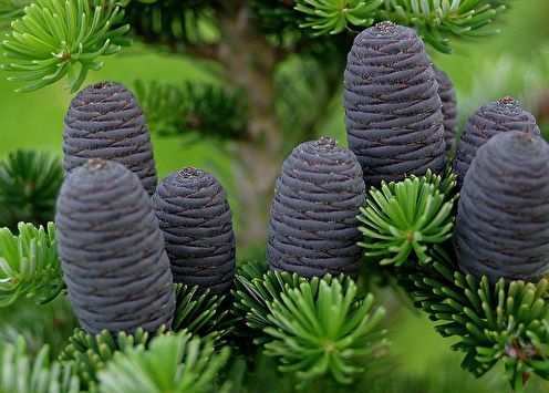 Korean fir (80 photos): types and care