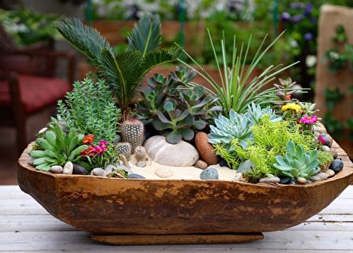 Succulents (90 photos): types, rules of care