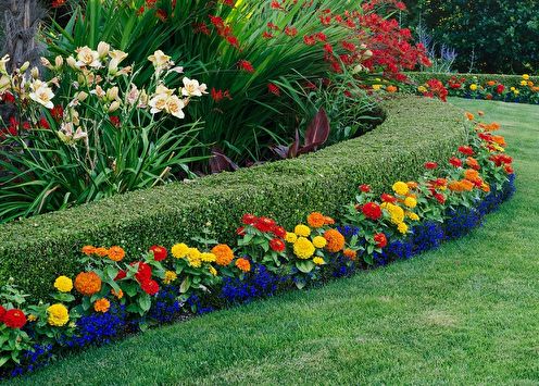 Perennial flowers for a summer residence (95 photos): types and care