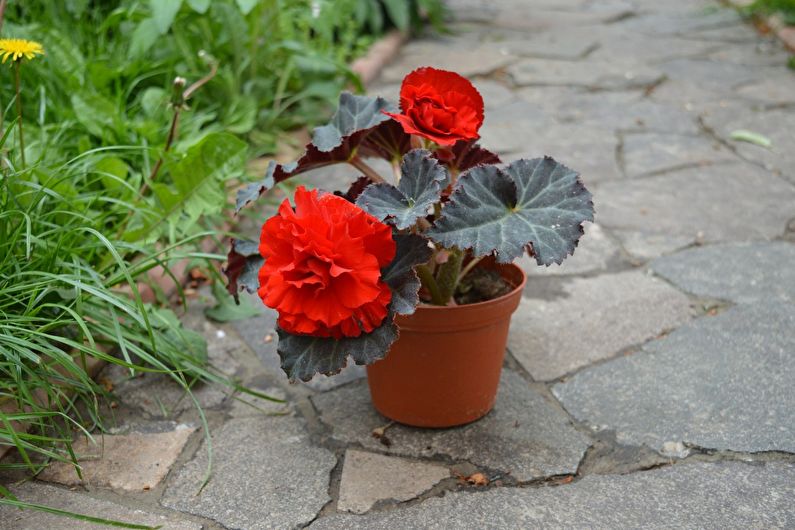 Tuber begonia - photo