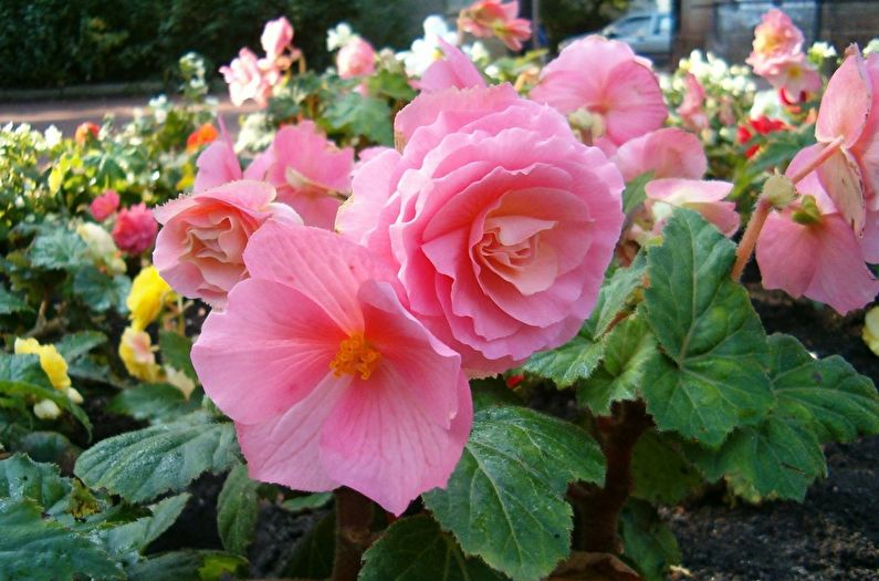 Tuber begonia - photo