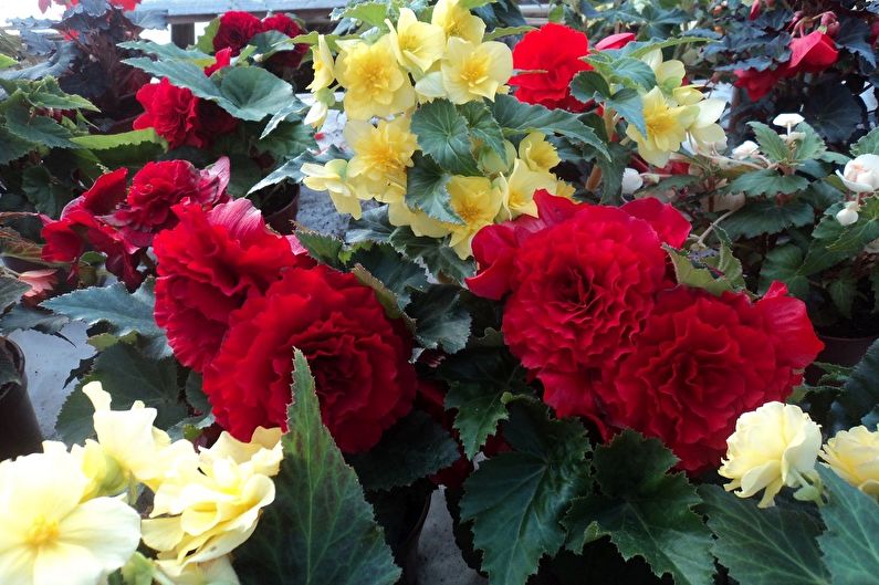 Bush begonia - photo