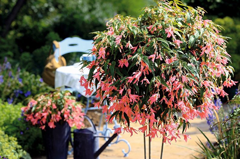 Ampel begonia - photo