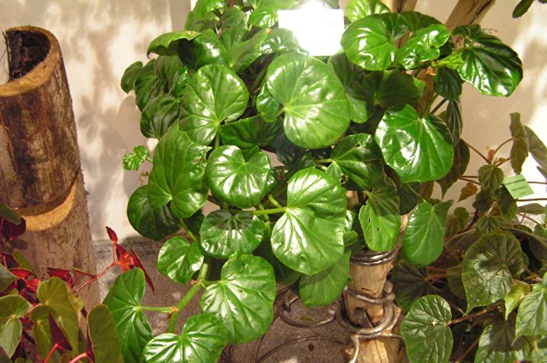 Bindweed begonia - photo