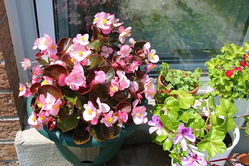 Begonia Care - Lighting