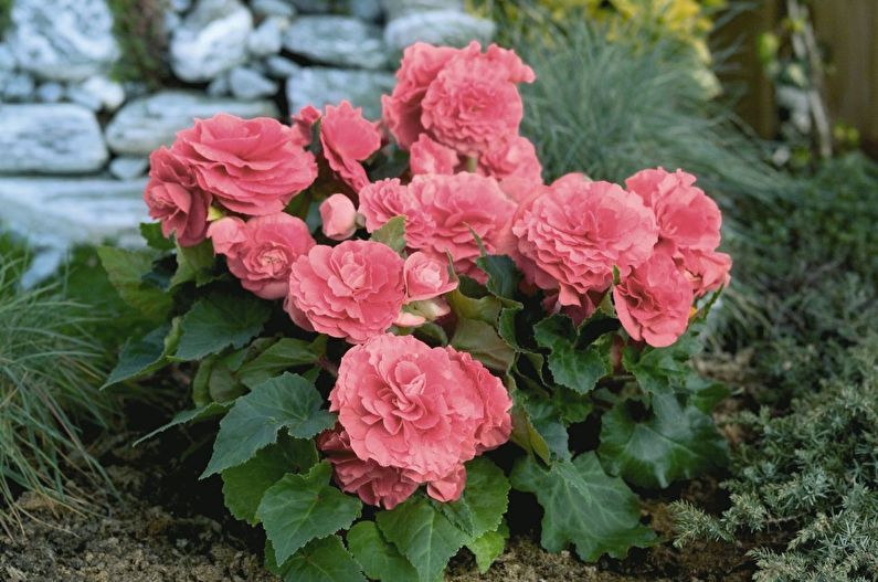 Begonia Care - Fertilizers and Feeding