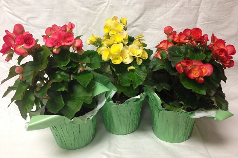 How to transplant begonia