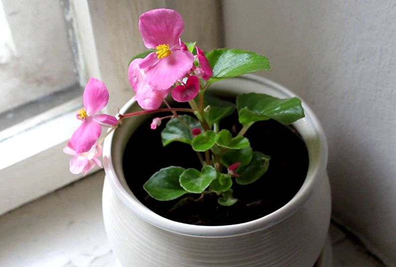 Begonia propagation by seeds