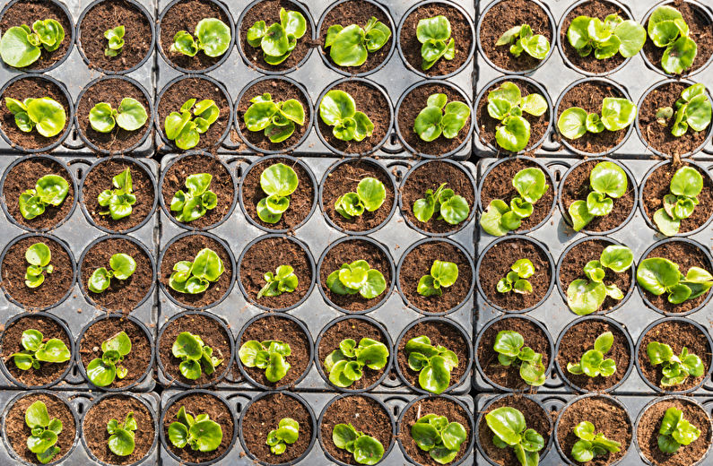 Begonia propagation by seeds