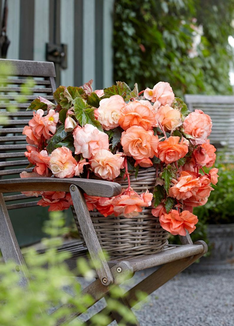 Propagation of begonia by cuttings