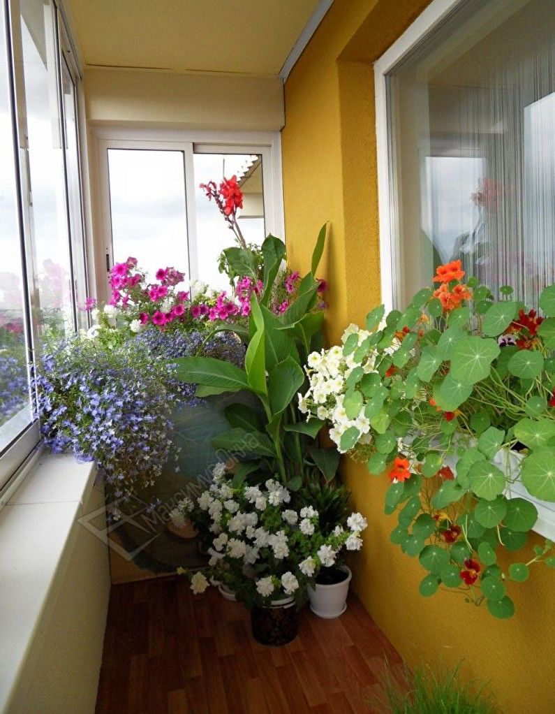 Winter garden on the balcony - Interior Design