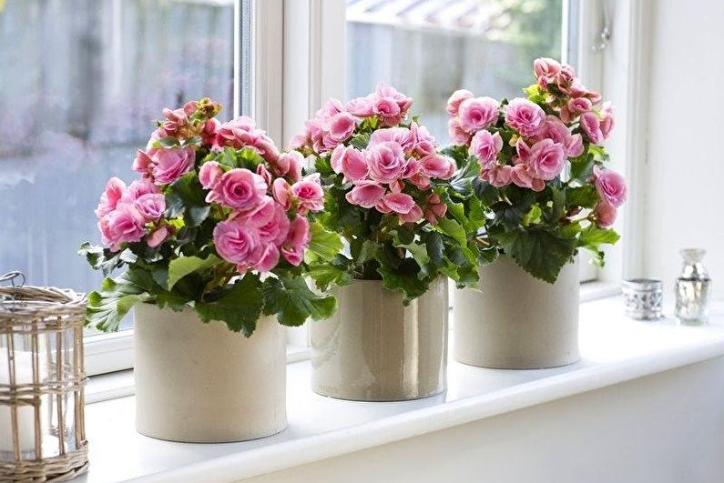 Begonia (48 photos): types and care