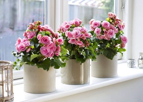 Begonia (48 photos): types and care