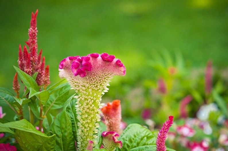 Caring for Celosity - Humidity